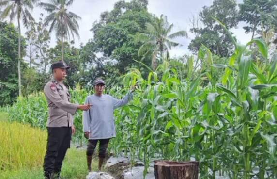 Bhabinkamtibmas Polsek Tegaldlimo Polresta Banyuwangi, Dampingi Monitoring Pertumbuhan Jagung Warga Dalam Rangka Dukung Ketahanan Pangan